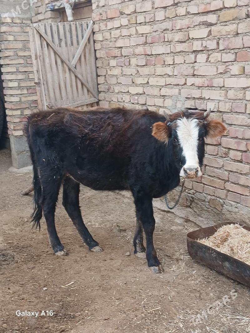 sygyrlar - Берекет - img 3