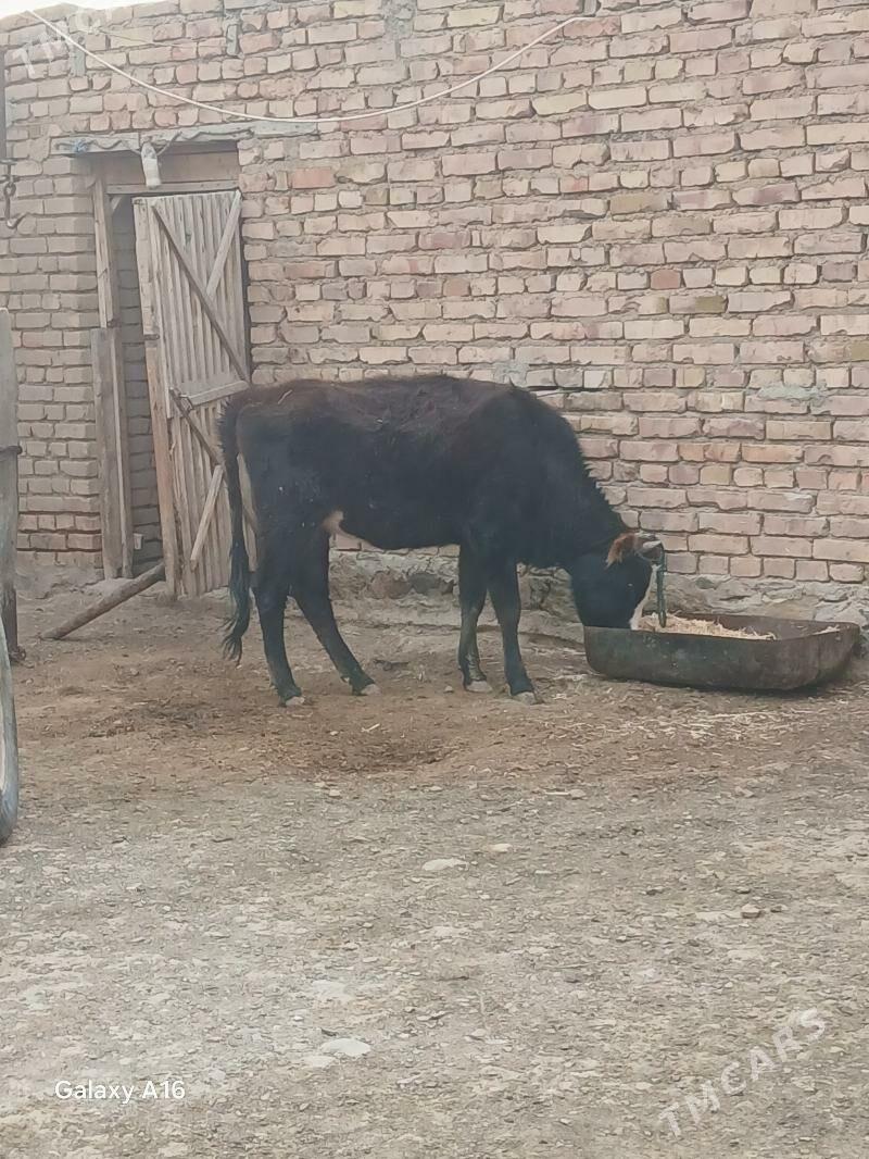 sygyrlar - Берекет - img 2