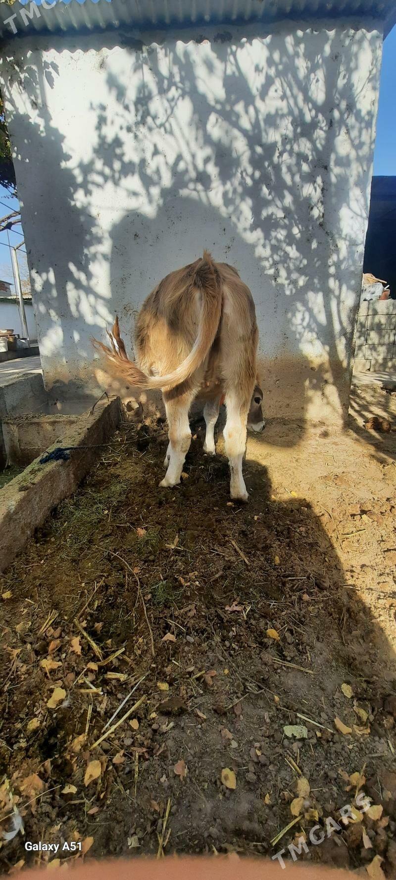 Göle tüwe - Гёкдже - img 2