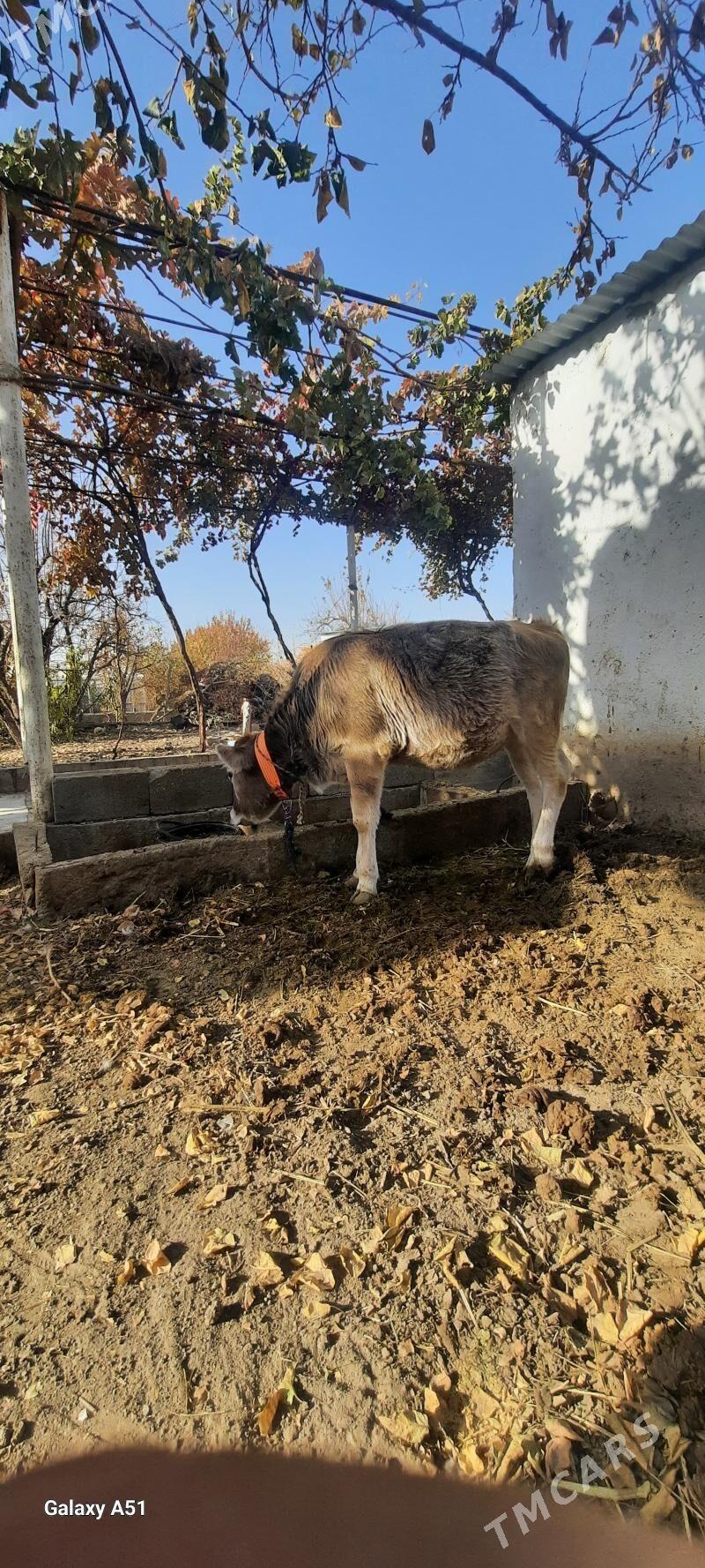 Göle tüwe - Гёкдже - img 3