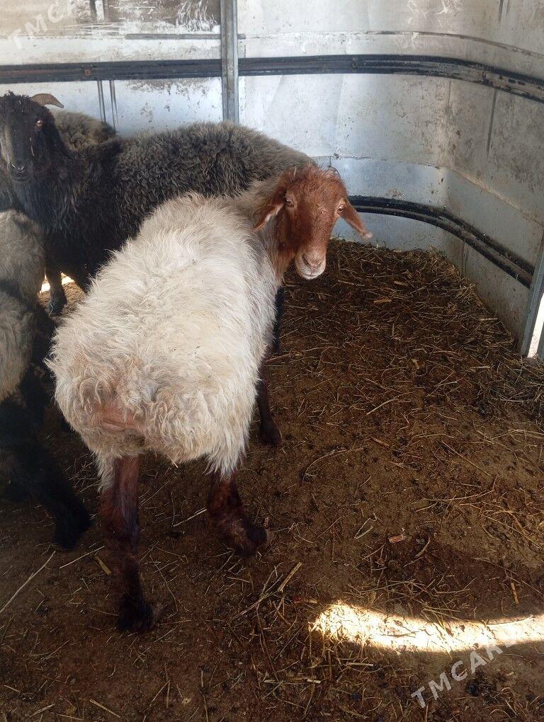 goyun garakol - Aşgabat - img 4