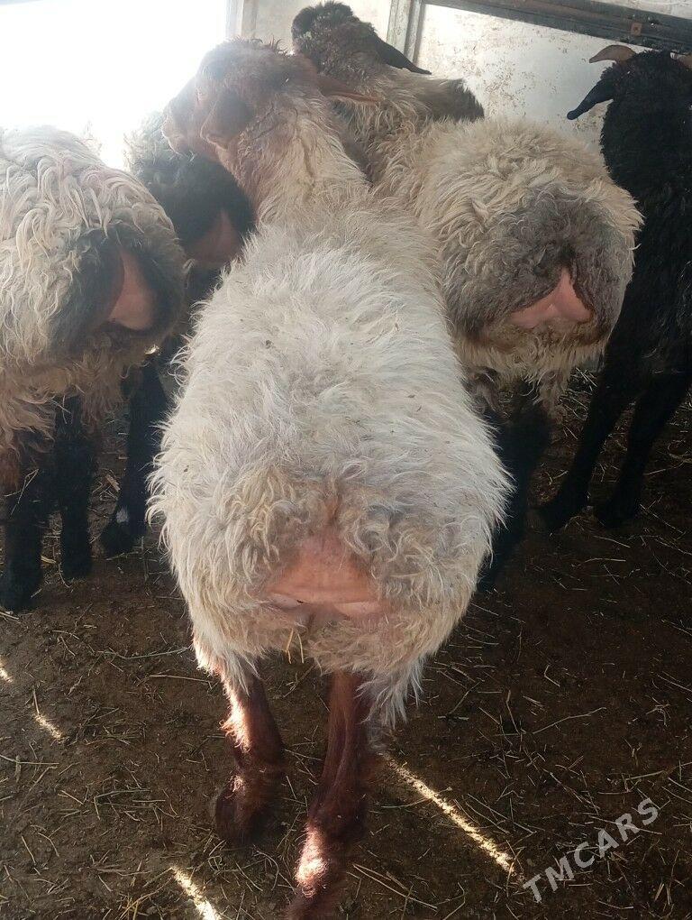 goyun garakol - Aşgabat - img 2