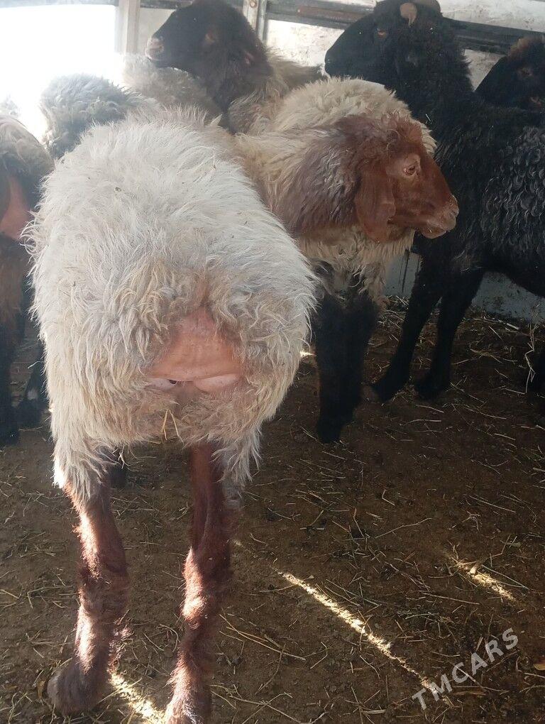 goyun garakol - Aşgabat - img 3