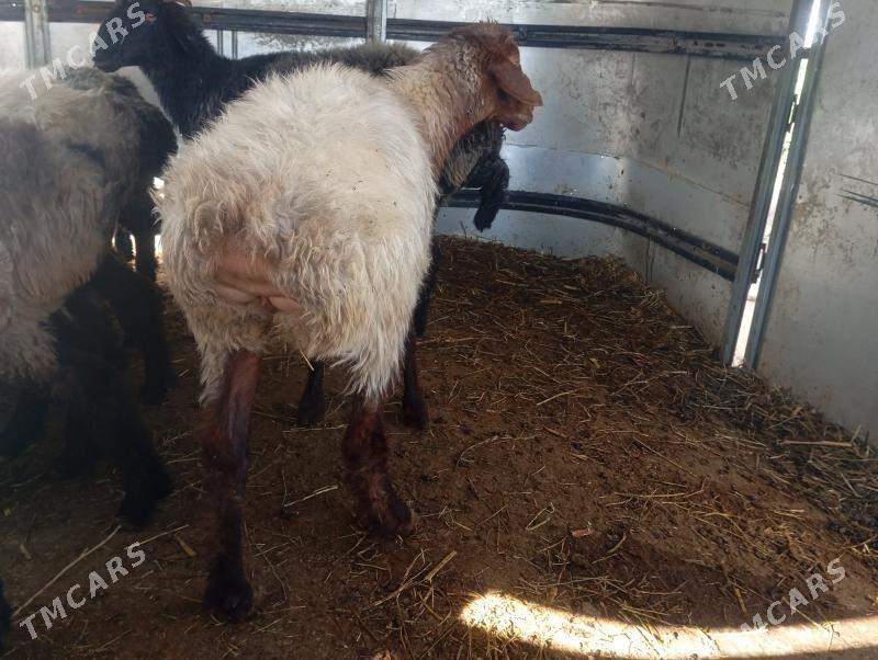 goyun garakol - Aşgabat - img 5