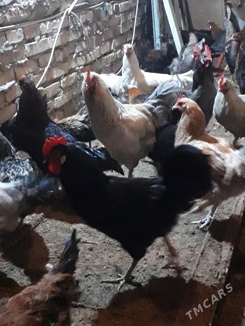 horaz - Türkmenabat - img 2