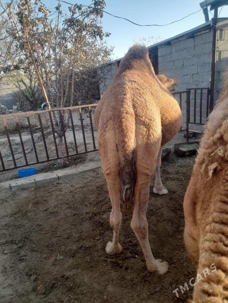 Torumly düýe - Бахарден - img 2