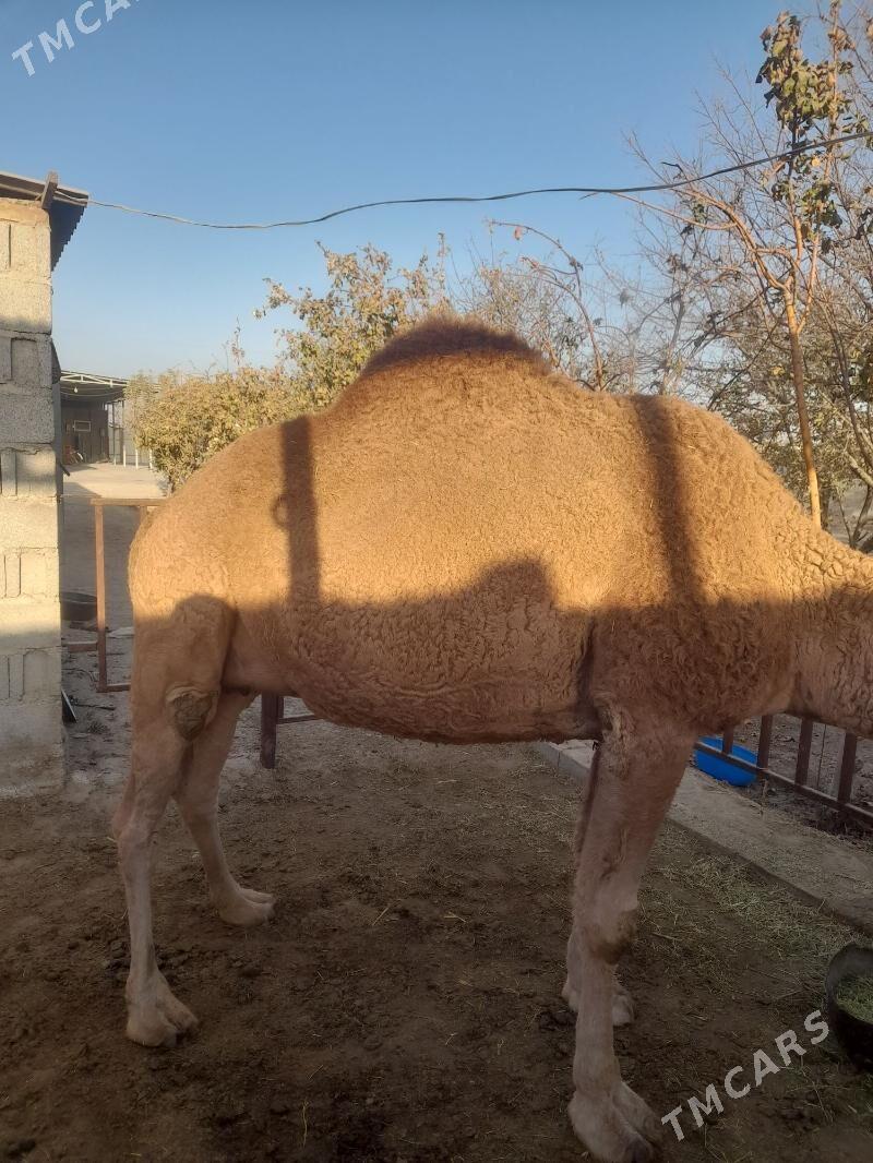 Torumly düýe - Бахарден - img 3