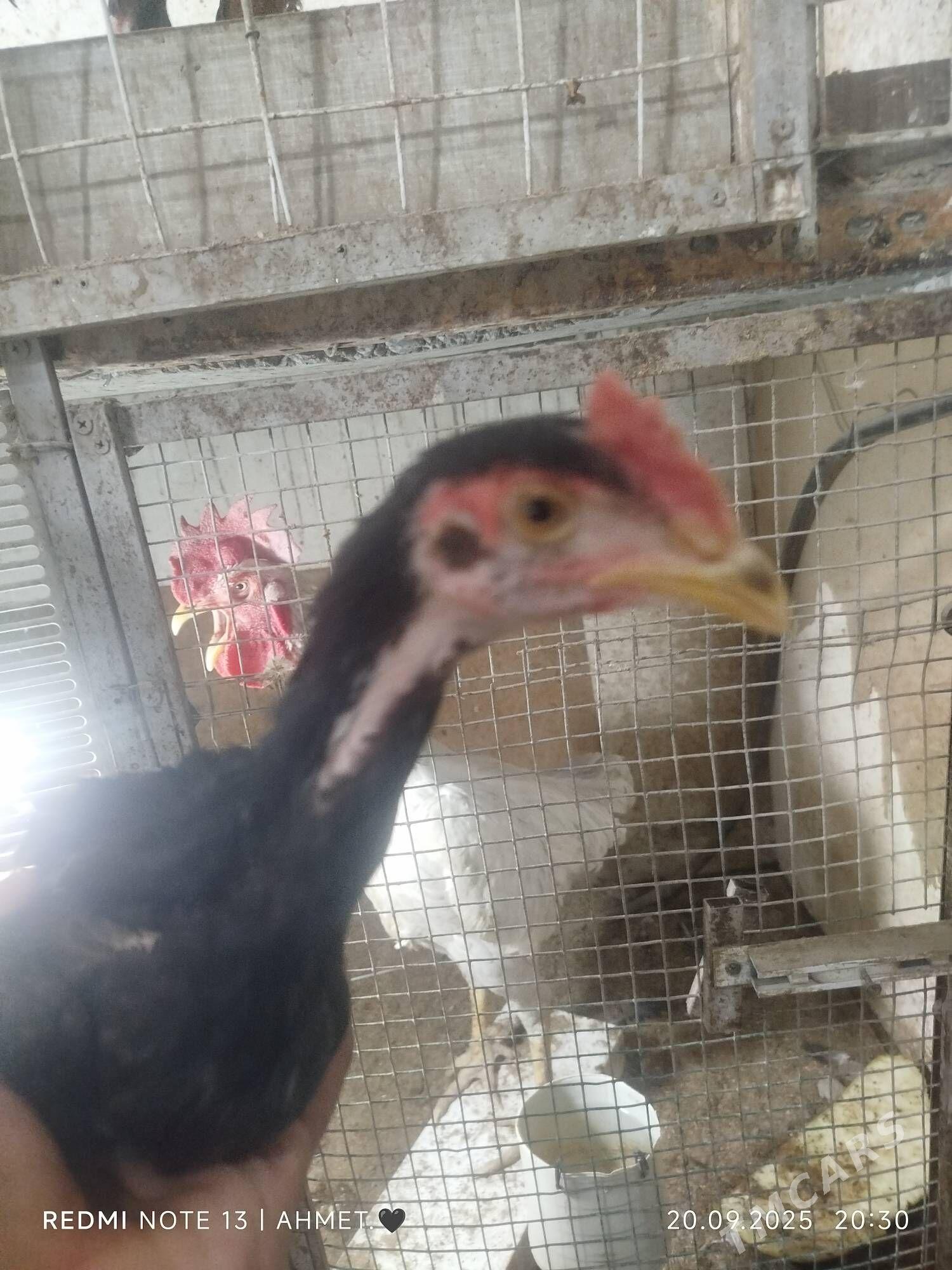 Юмуртгасы Шамо Шаппатларын - Türkmenabat - img 7