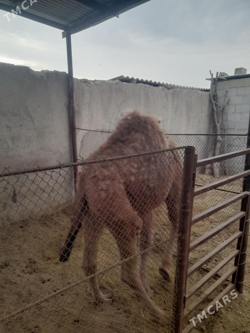 Torumly düýe - Бахарден - img 8