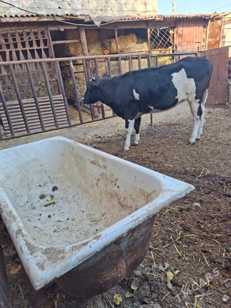 satlyk tùwe - Garadamak Şor - img 6