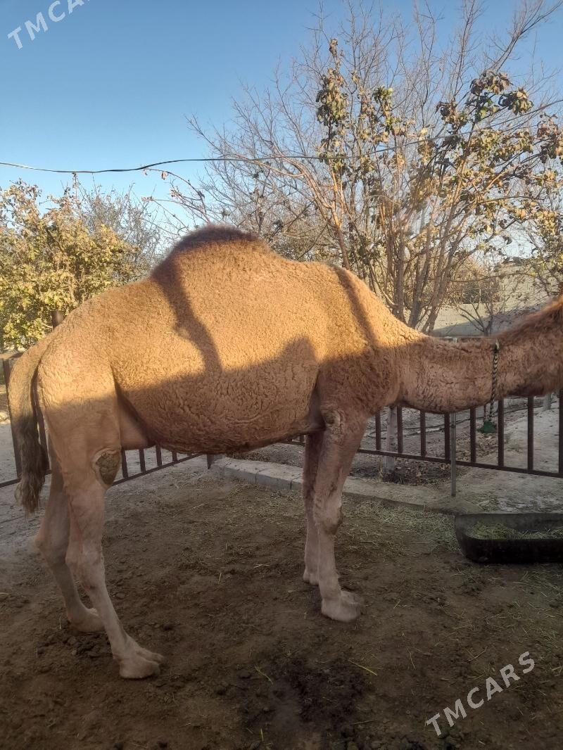 Torumly düýe - Бахарден - img 4