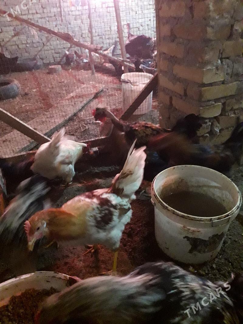 horaz - Türkmenabat - img 3