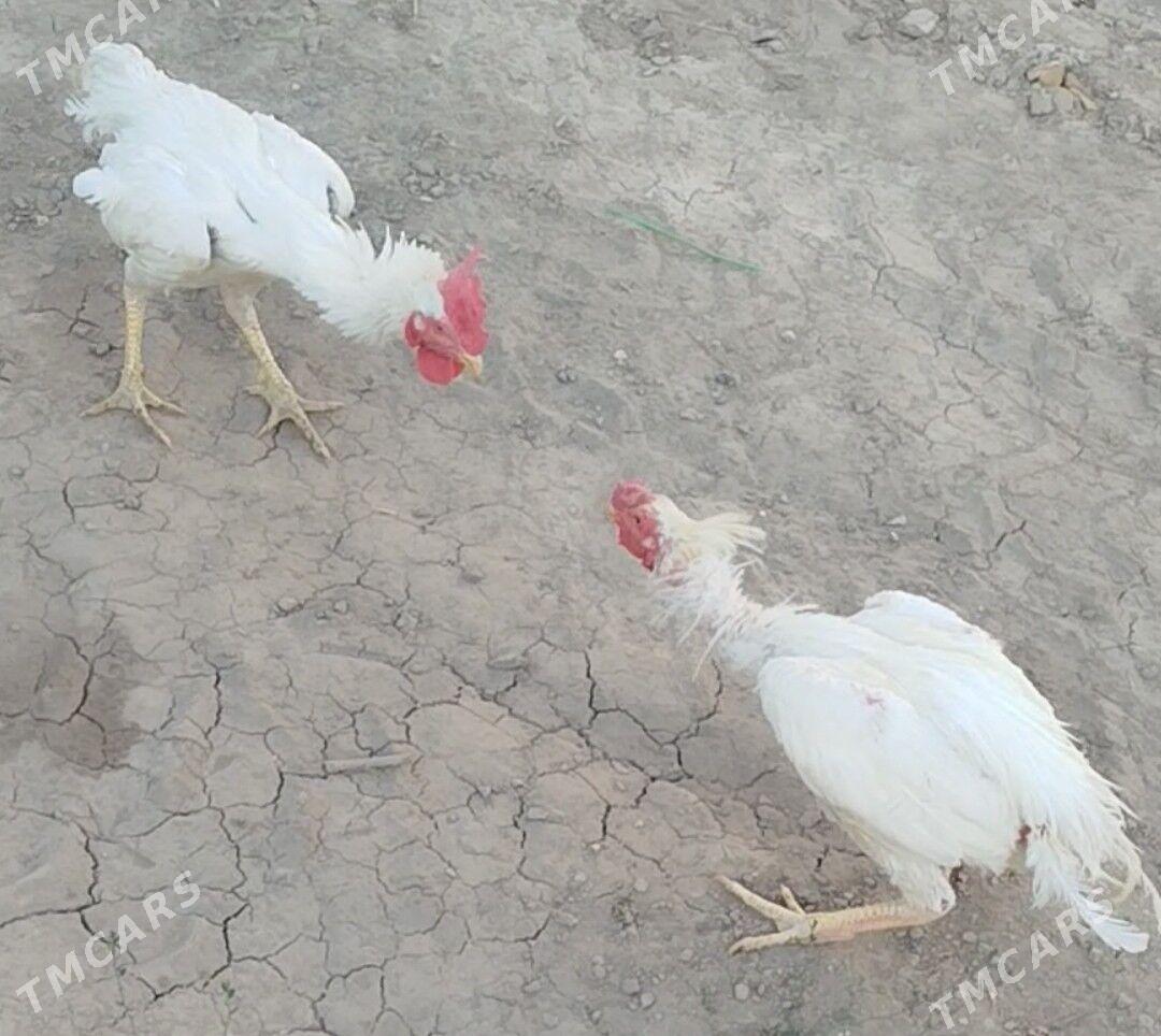 Юмуртгасы Шамо Шаппатларын - Türkmenabat - img 6