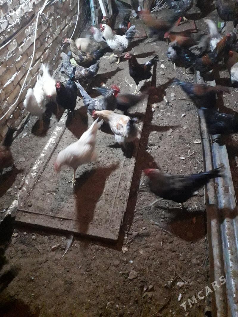 horaz - Türkmenabat - img 7