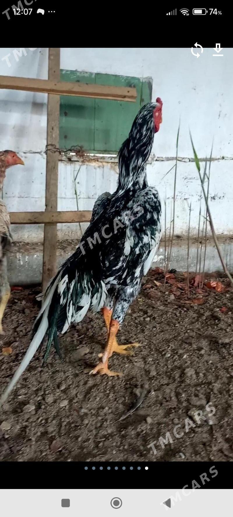 Юмуртгасы Шамо Шаппатларын - Türkmenabat - img 8