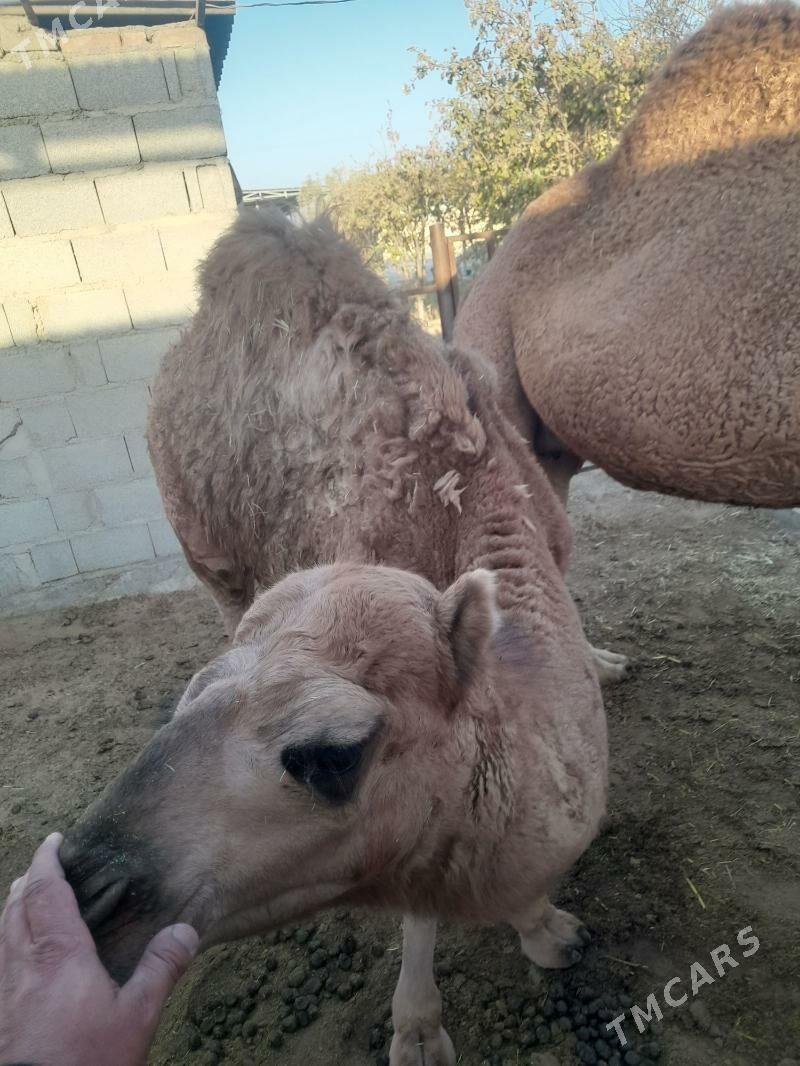 Torumly düýe - Бахарден - img 6