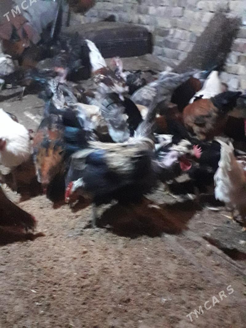 horaz - Türkmenabat - img 6