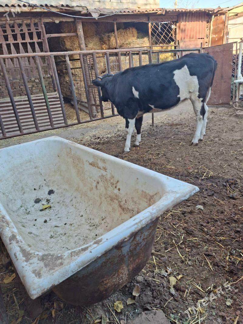 satlyk tùwe - Garadamak Şor - img 3