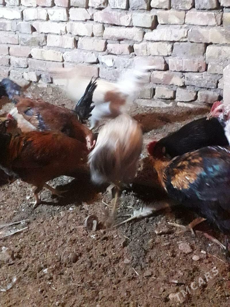 horaz - Türkmenabat - img 5