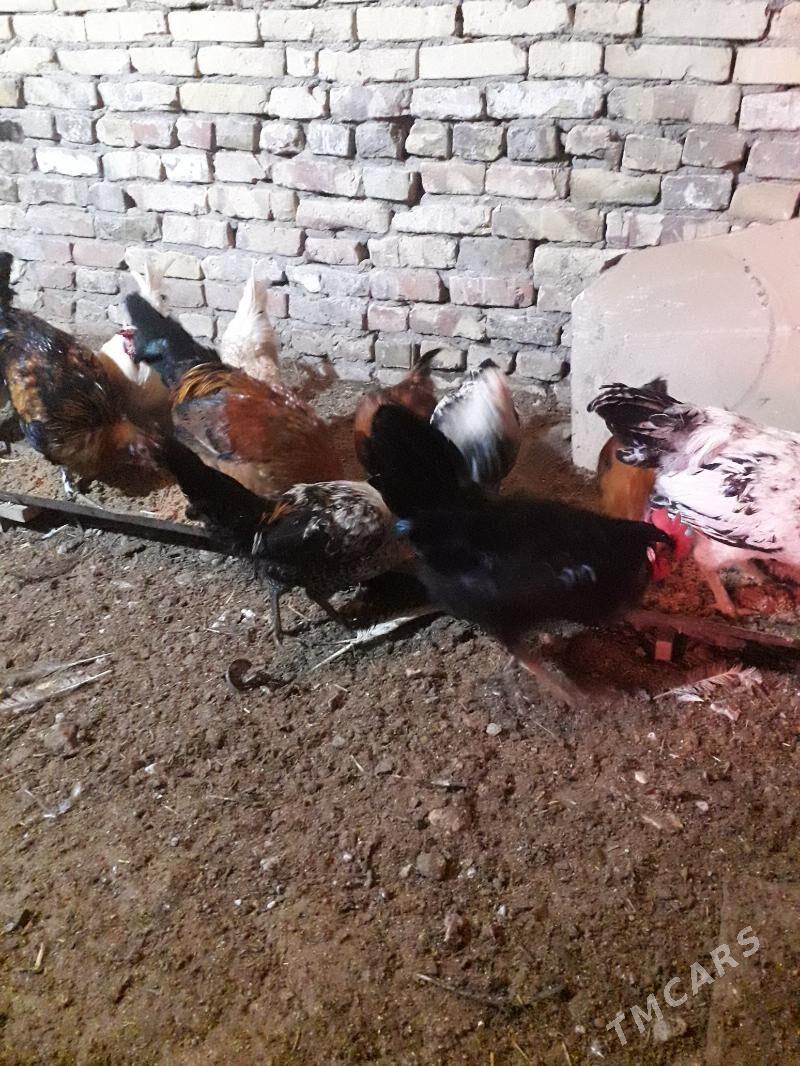 horaz - Türkmenabat - img 4