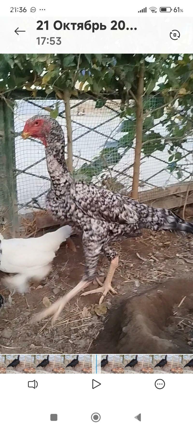 Юмуртгасы Шамо Шаппатларын - Türkmenabat - img 3