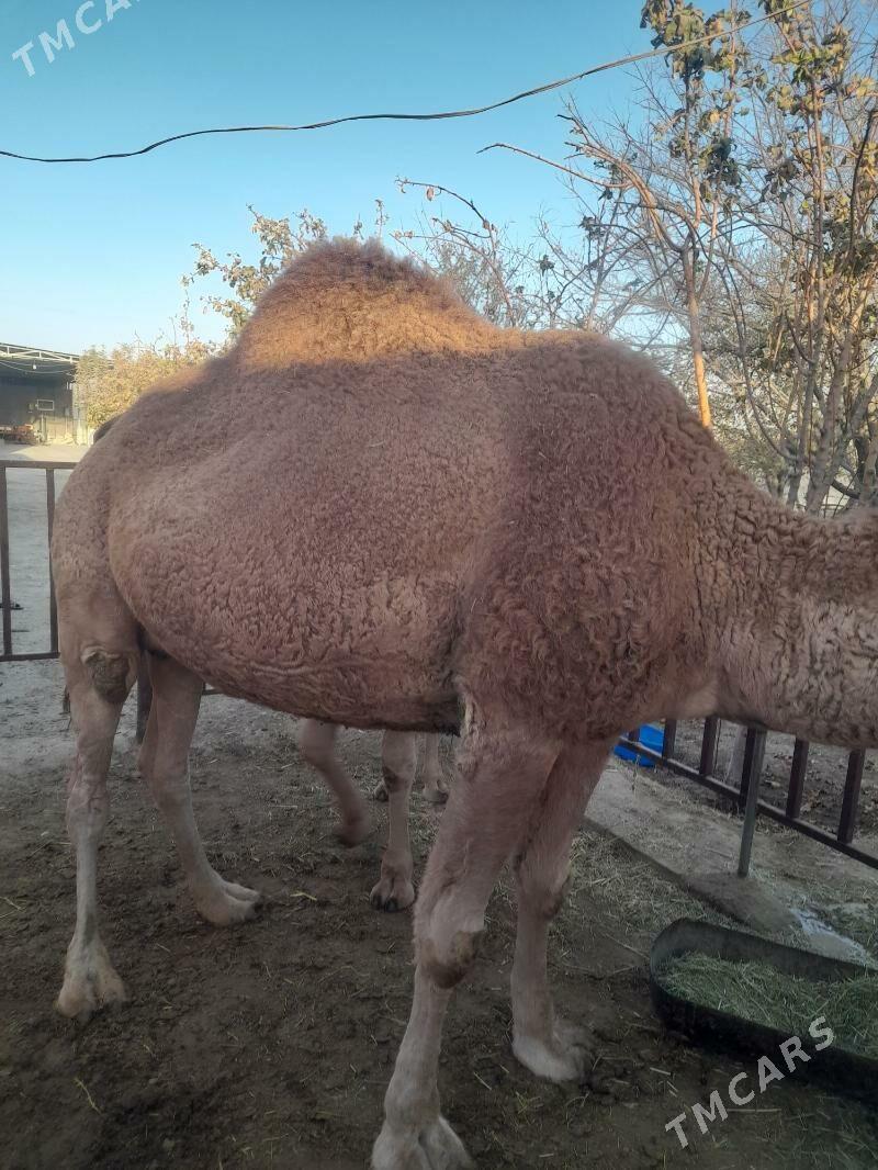 Torumly düýe - Бахарден - img 7