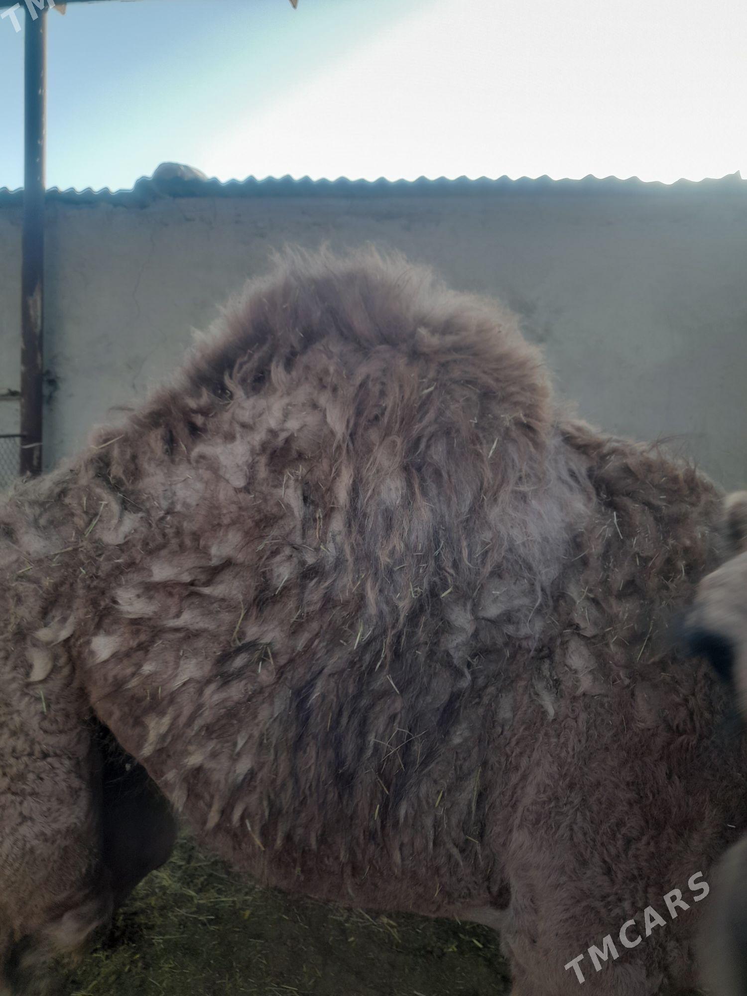 Torumly düýe - Бахарден - img 5