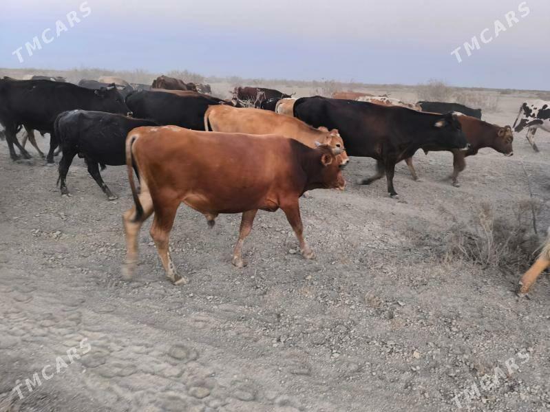 Öküz - Kaka - img 2