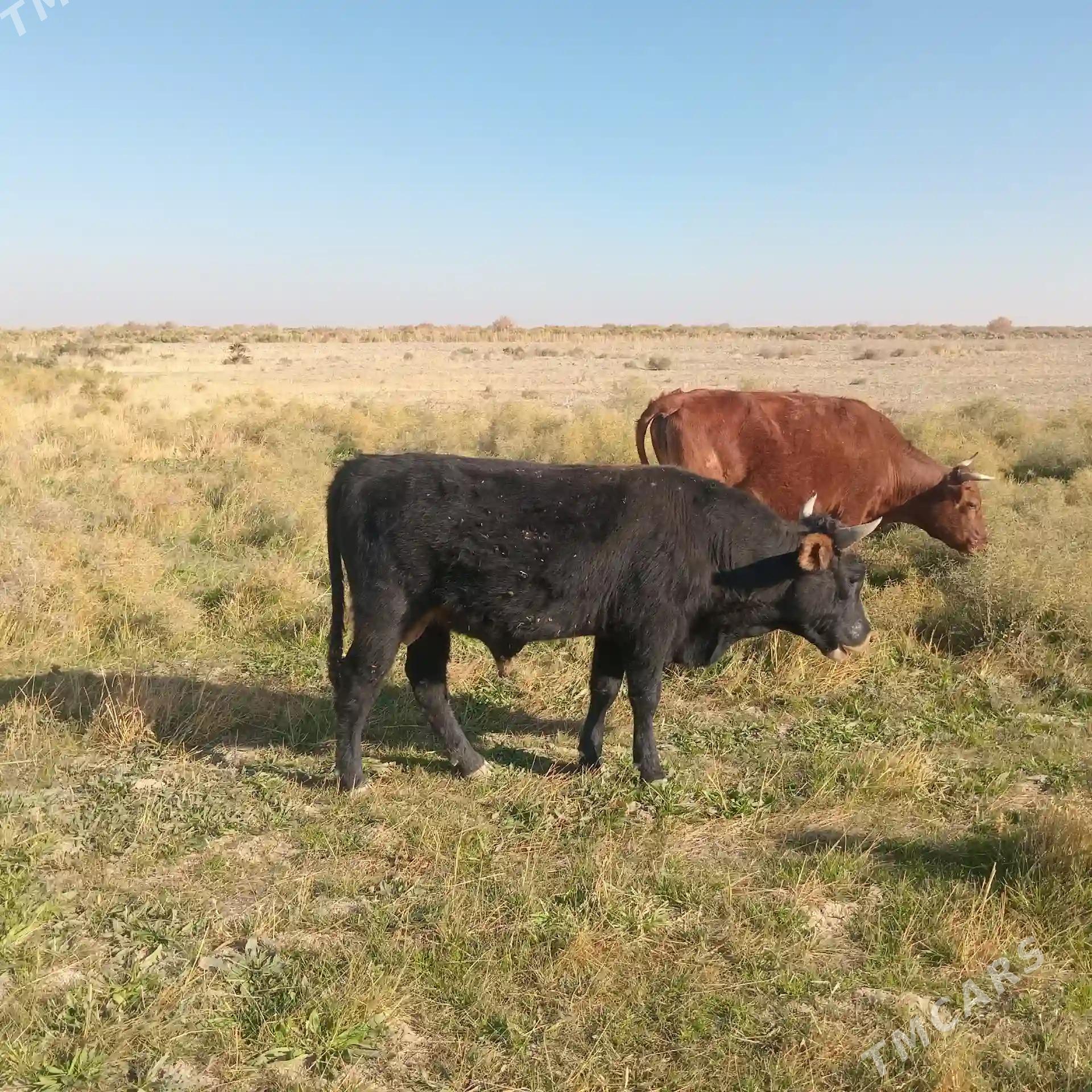 Öküz - Kaka - img 6