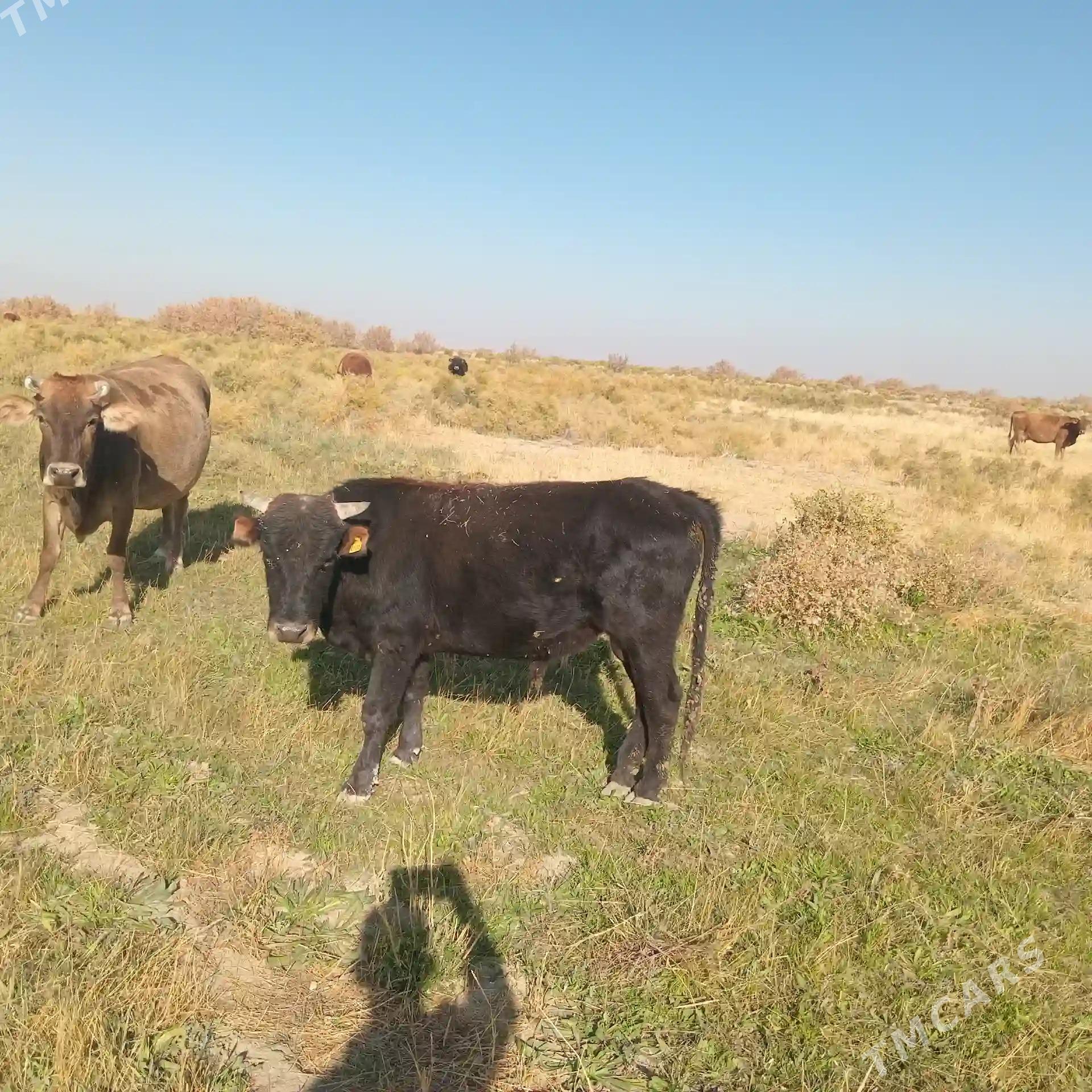 Öküz - Kaka - img 5