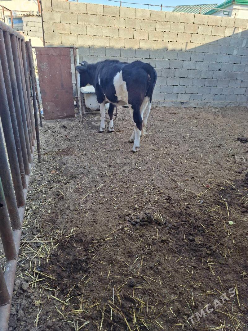 satlyk tùwe - Garadamak Şor - img 5