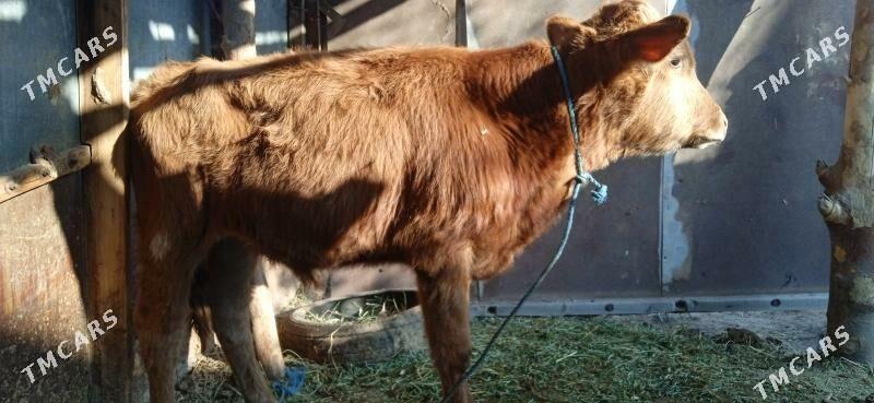 okuz bilen unajyn - Чарджоу - img 3