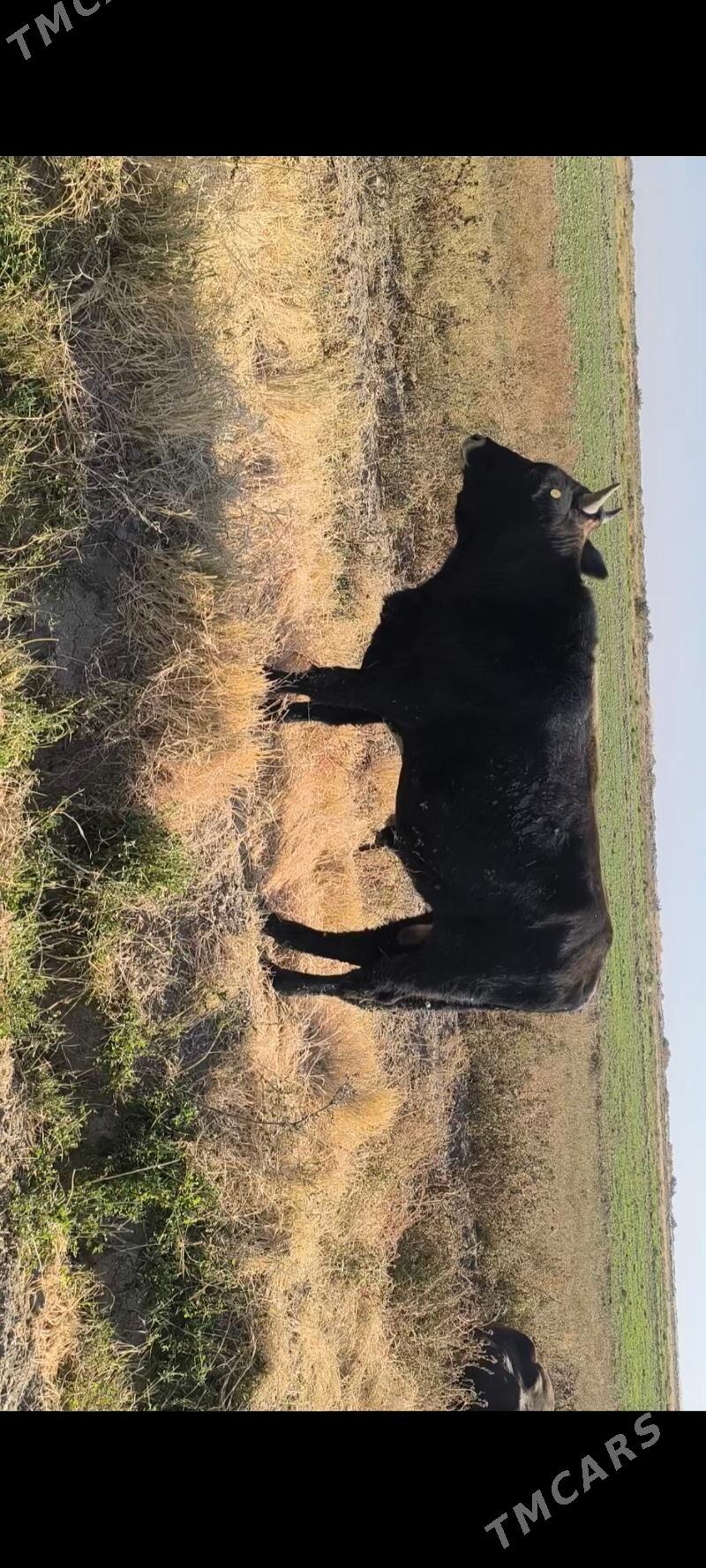 Öküz - Kaka - img 9