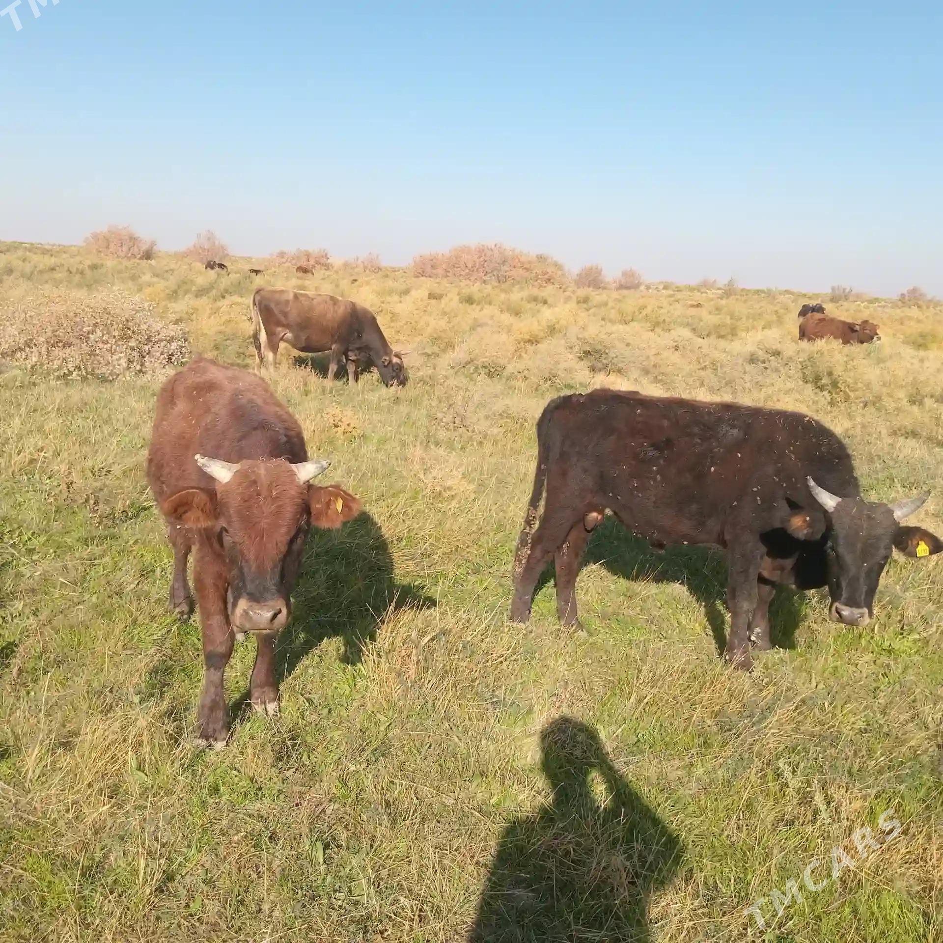 Öküz - Kaka - img 3