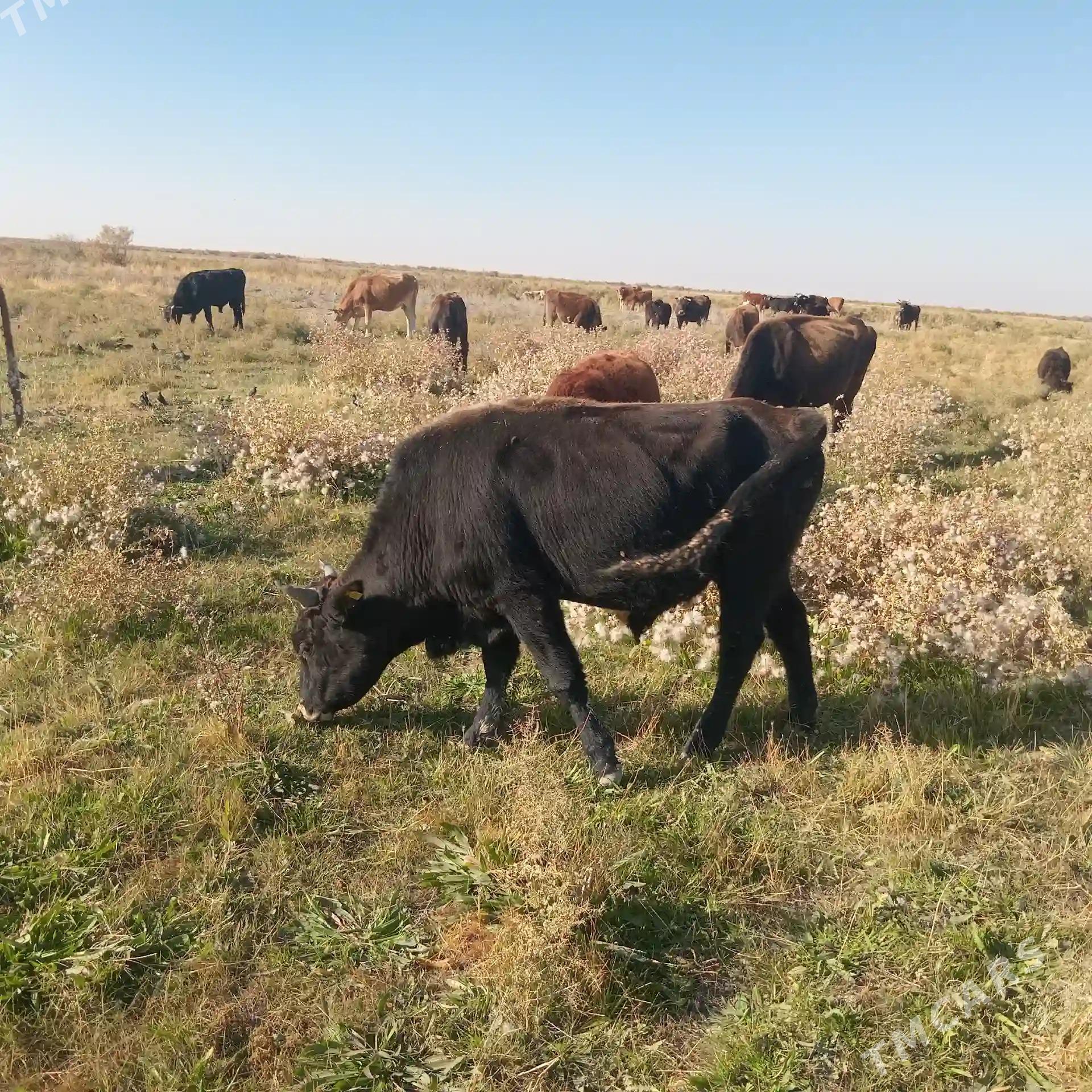 Öküz - Kaka - img 4