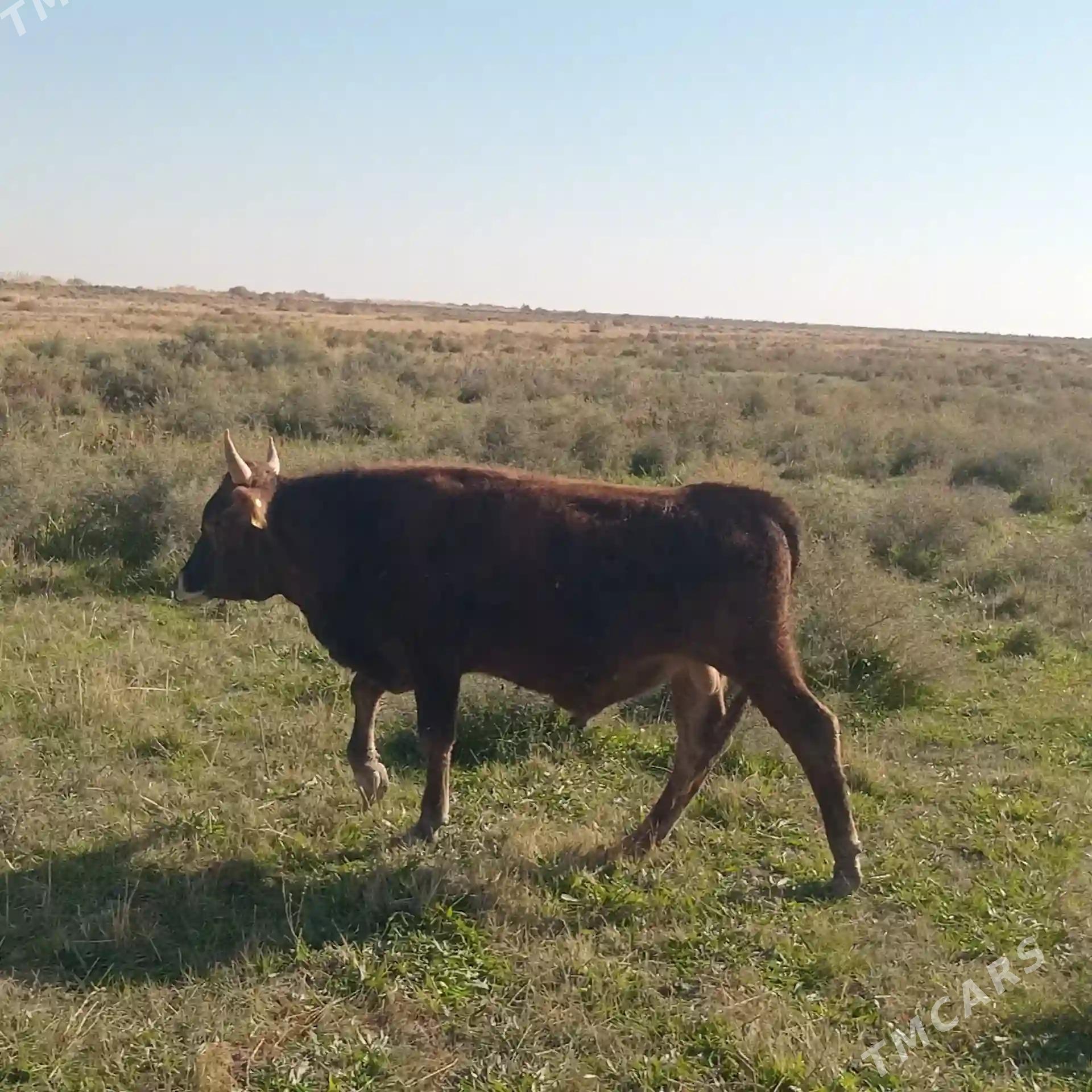 Öküz - Kaka - img 7