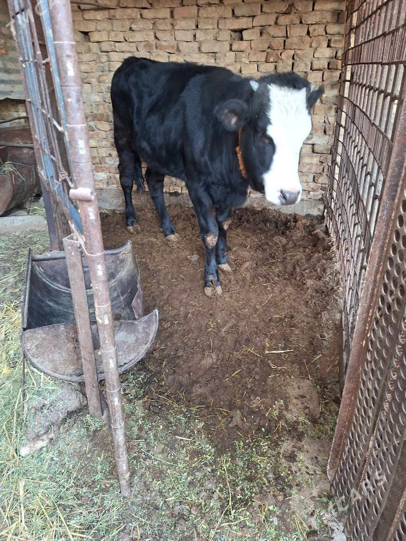 satlyk tùwe - Garadamak Şor - img 2