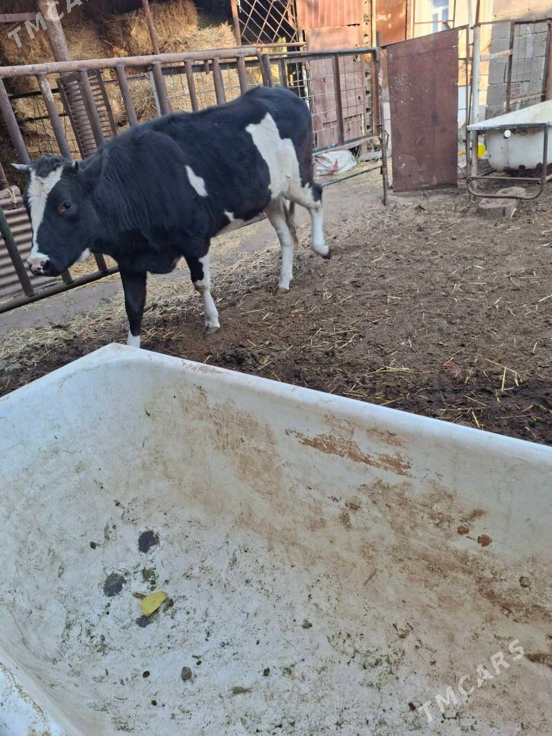 satlyk tùwe - Garadamak Şor - img 4