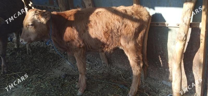 okuz bilen unajyn - Чарджоу - img 9