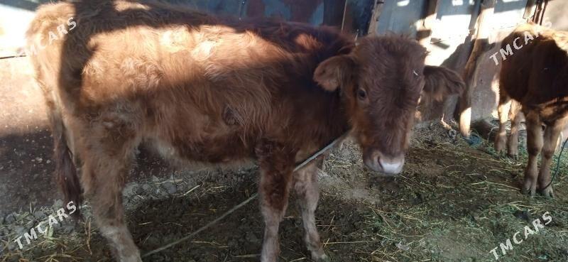 okuz bilen unajyn - Чарджоу - img 5