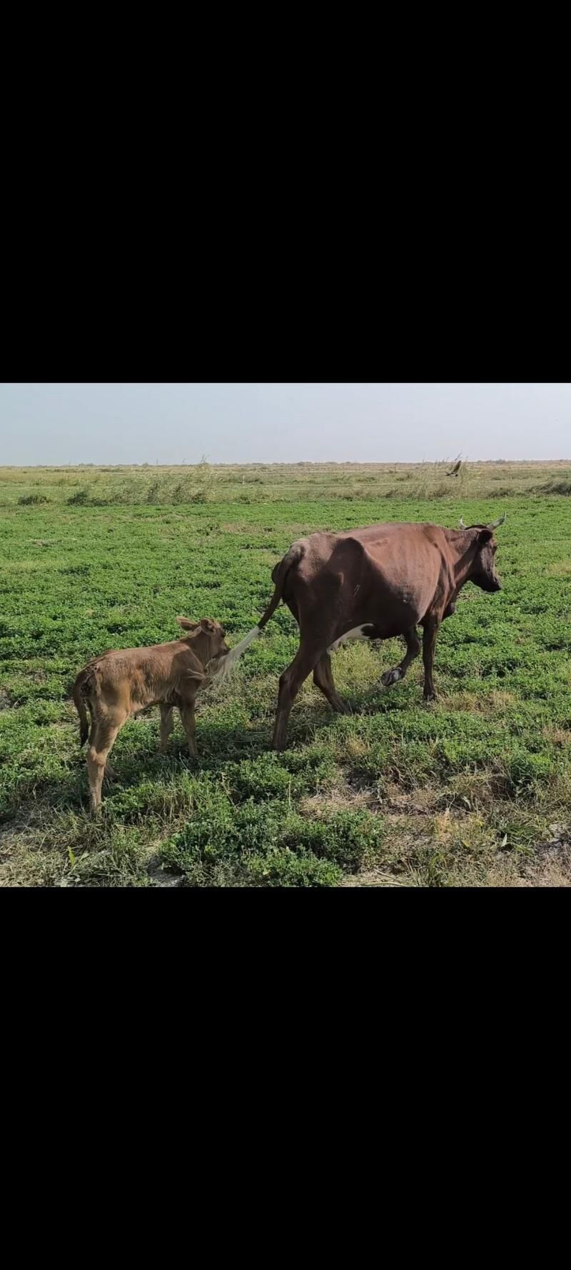 Göleli sygyr - Kaka - img 7