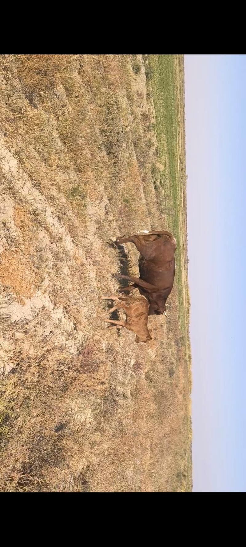 Göleli sygyr - Kaka - img 6