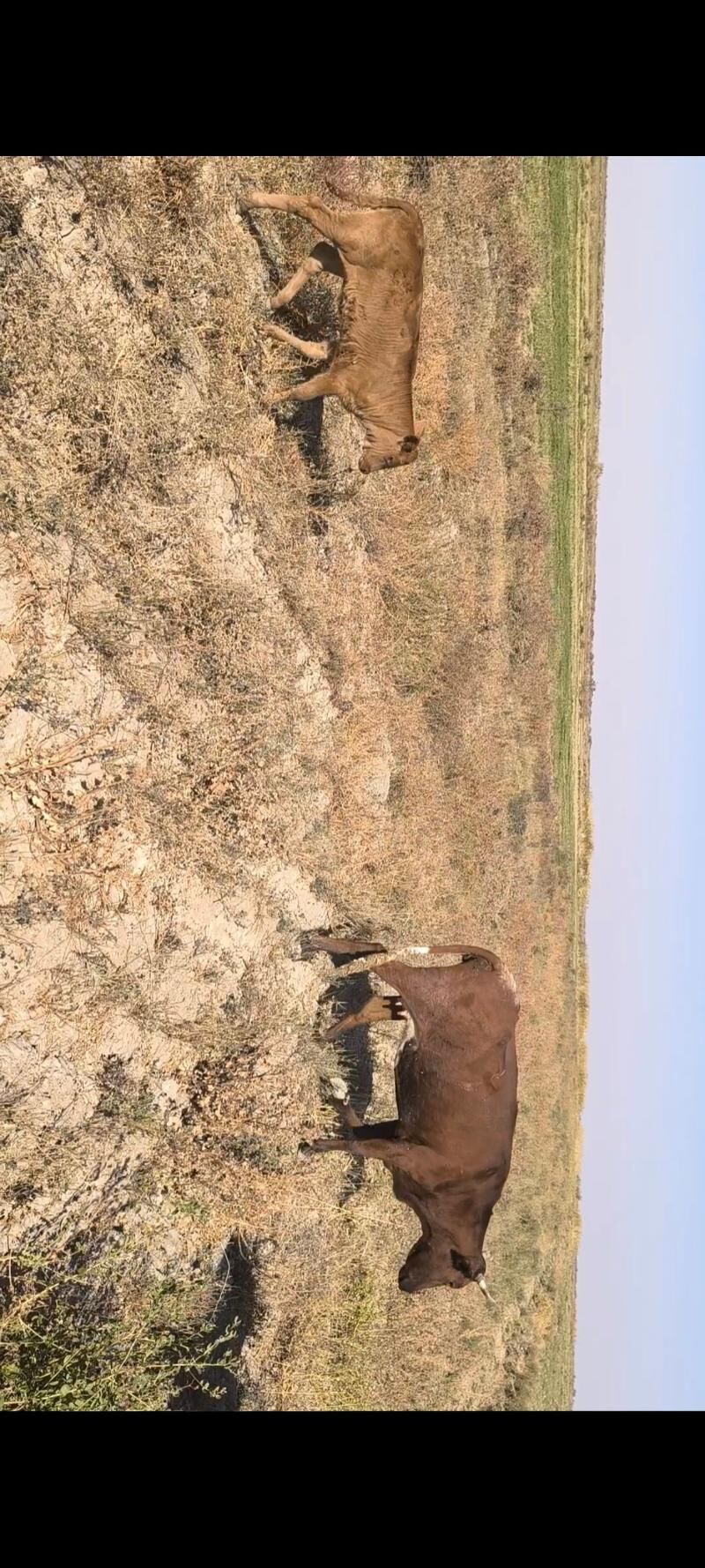 Göleli sygyr - Kaka - img 4