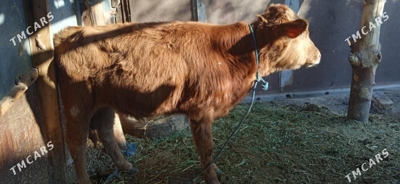 okuz bilen unajyn - Чарджоу - img 7