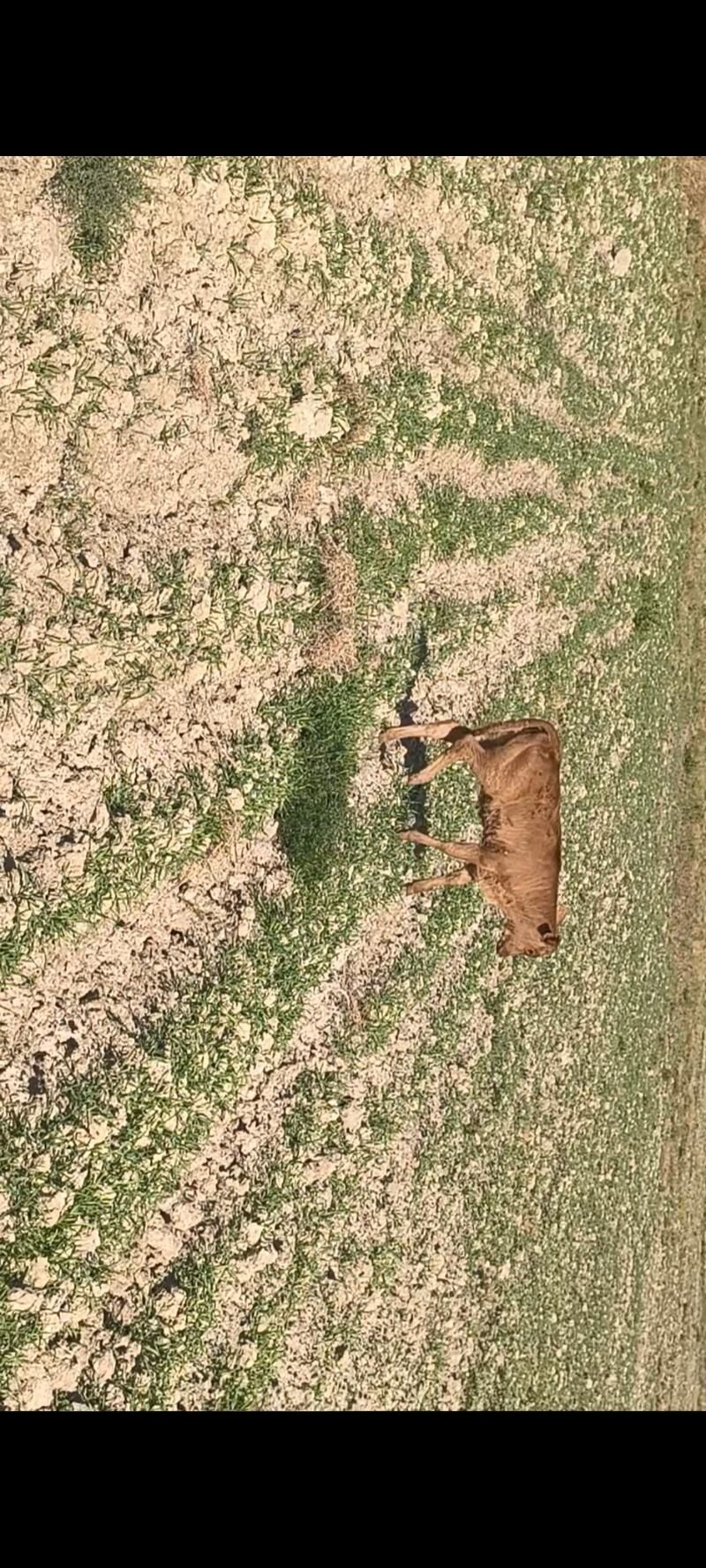 Göleli sygyr - Kaka - img 3