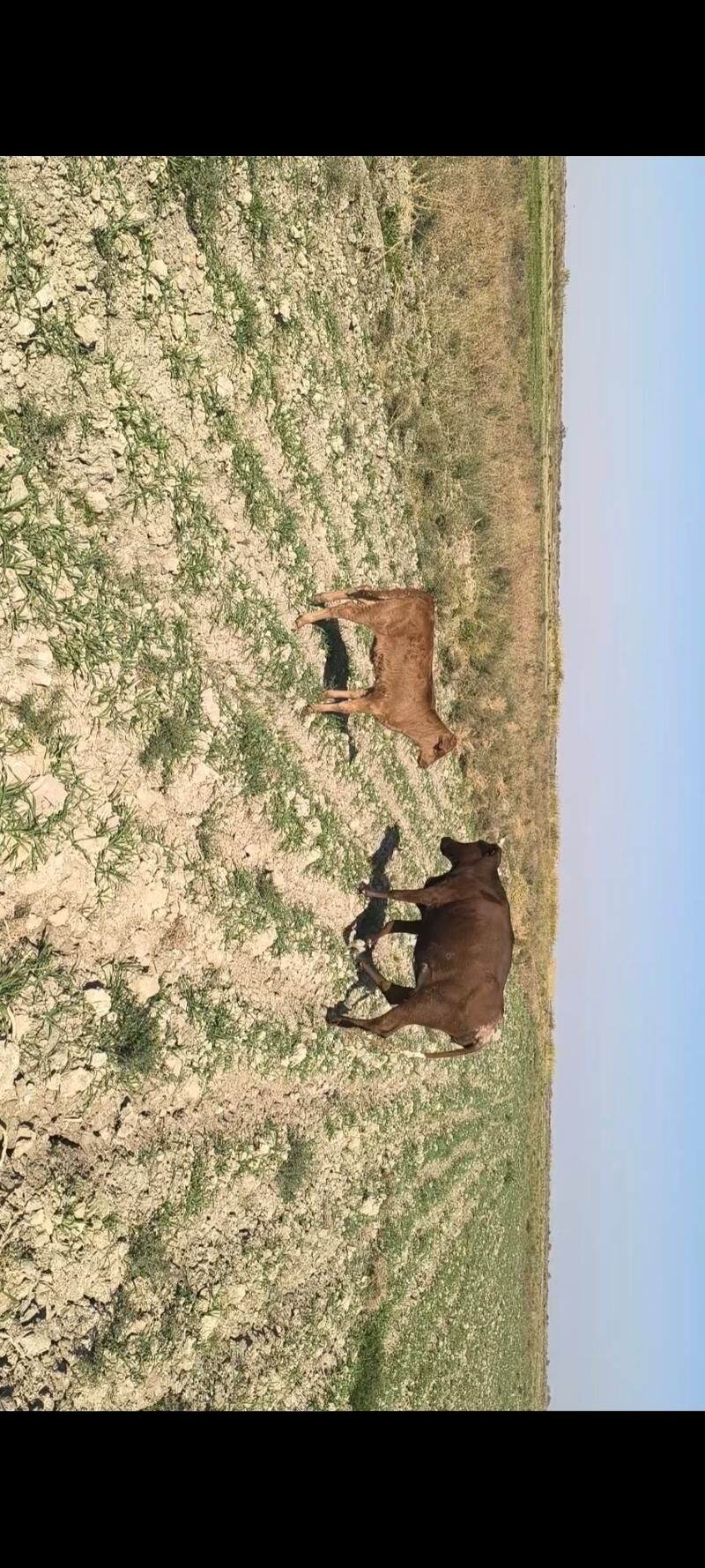 Göleli sygyr - Kaka - img 5