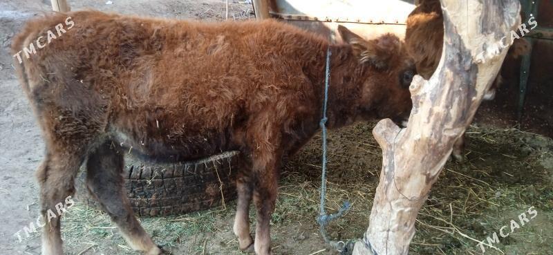 okuz bilen unajyn - Чарджоу - img 10