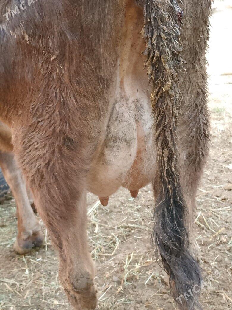 Göleli Sygyr - Çoganly - img 3