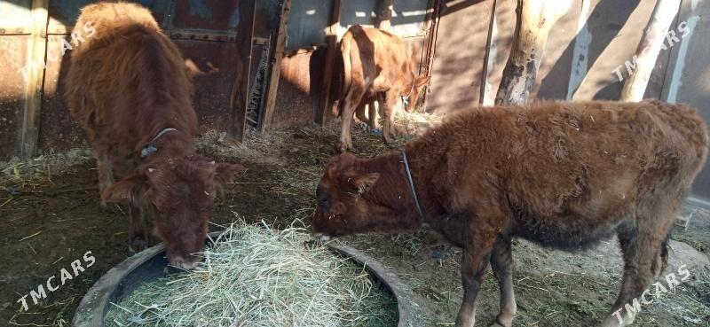 okuz bilen unajyn - Чарджоу - img 2