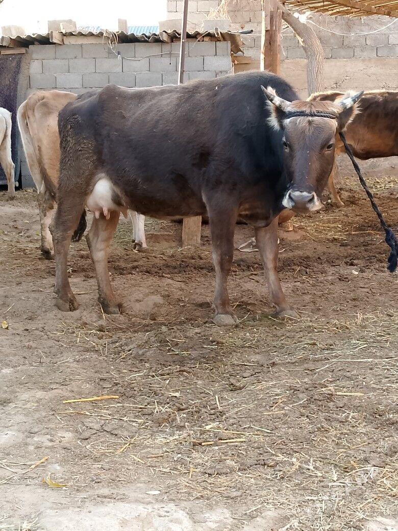 Göleli Sygyr - Çoganly - img 2